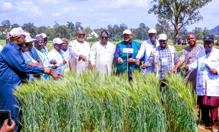 FG unveils rainfed wheat varieties to boost local production, cut import