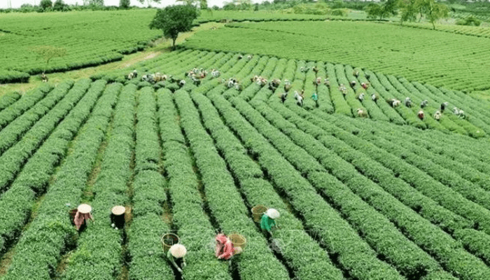 Northern Nigeria’s agriculture revival key to beating country-wide hunger