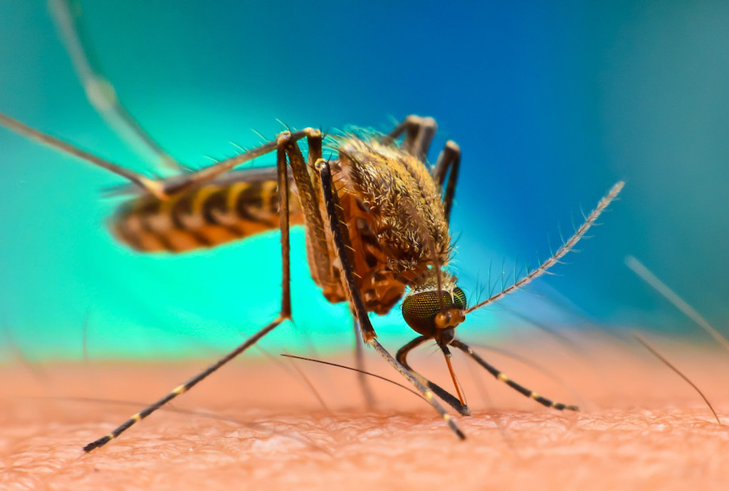 WHO raises concerns over resurgence of Chikungunya virus
