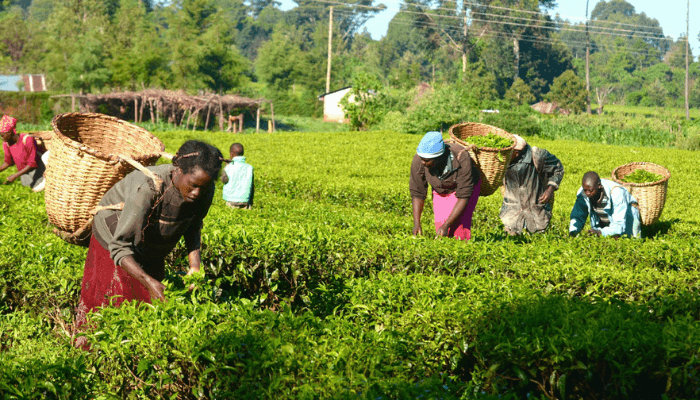 The early years of agric programmes in Nigeria