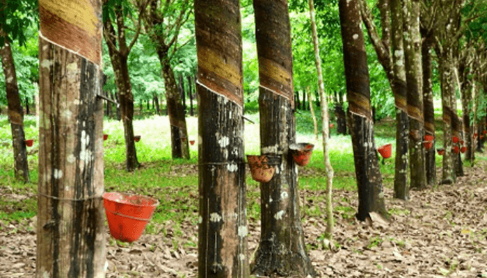 Aging rubber trees cost Nigeria $65bn opportunity