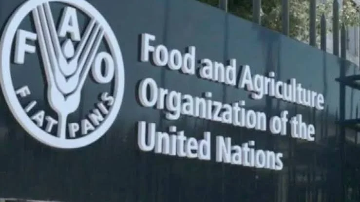 Africa Fish Consumption at Risk Despite Global Growth
